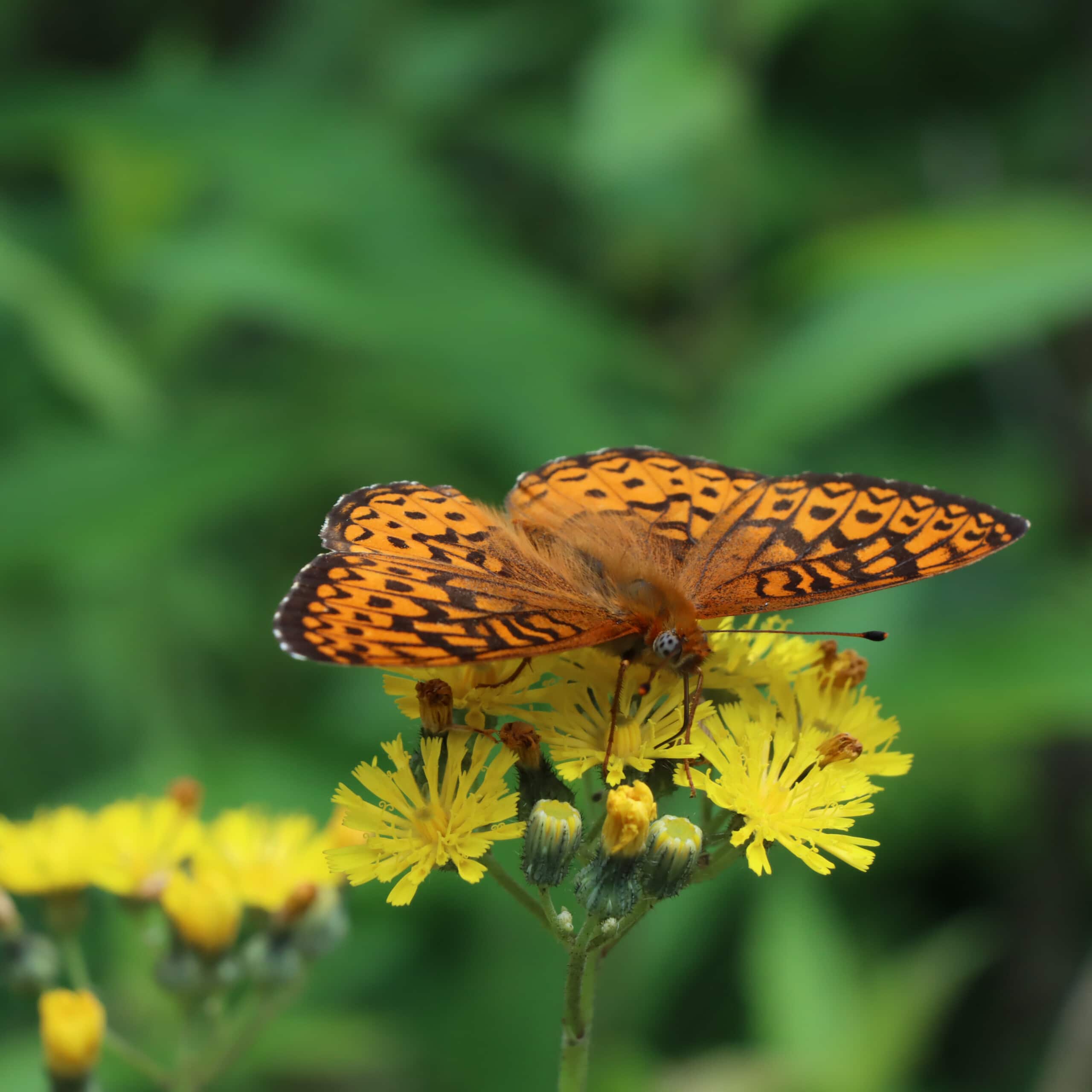 4.banniere_accueil_mobile